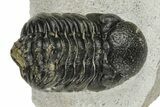 Bargain, Austerops Trilobite - Nice Eye Facets #181260-2